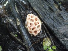 Clathrus-ruber_Пшеха